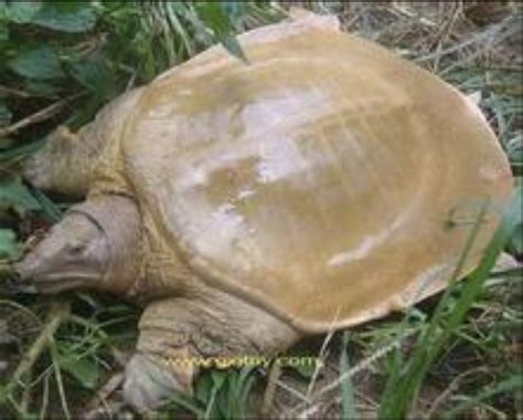 鱉龜|鱉(龜鱉目鱉科動物):介紹,形態特徵,生活習性,食物,生長繁殖,人工。